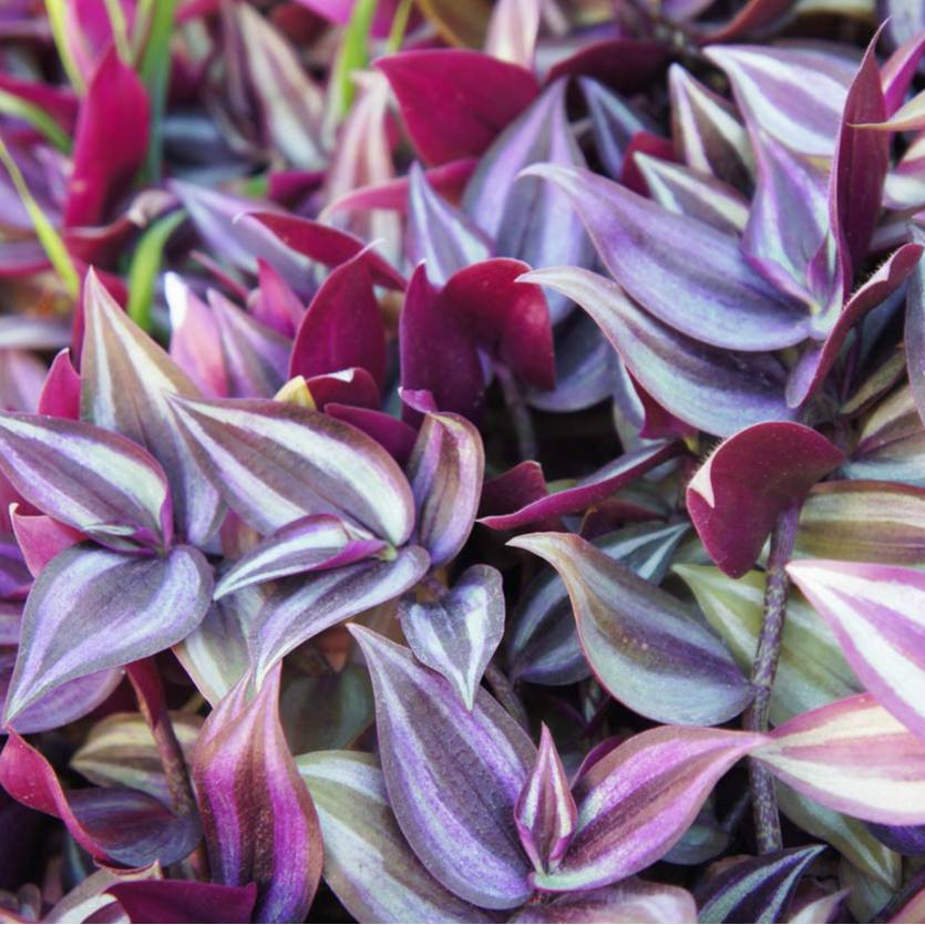 Misère zébrée en pot 1,5 l.