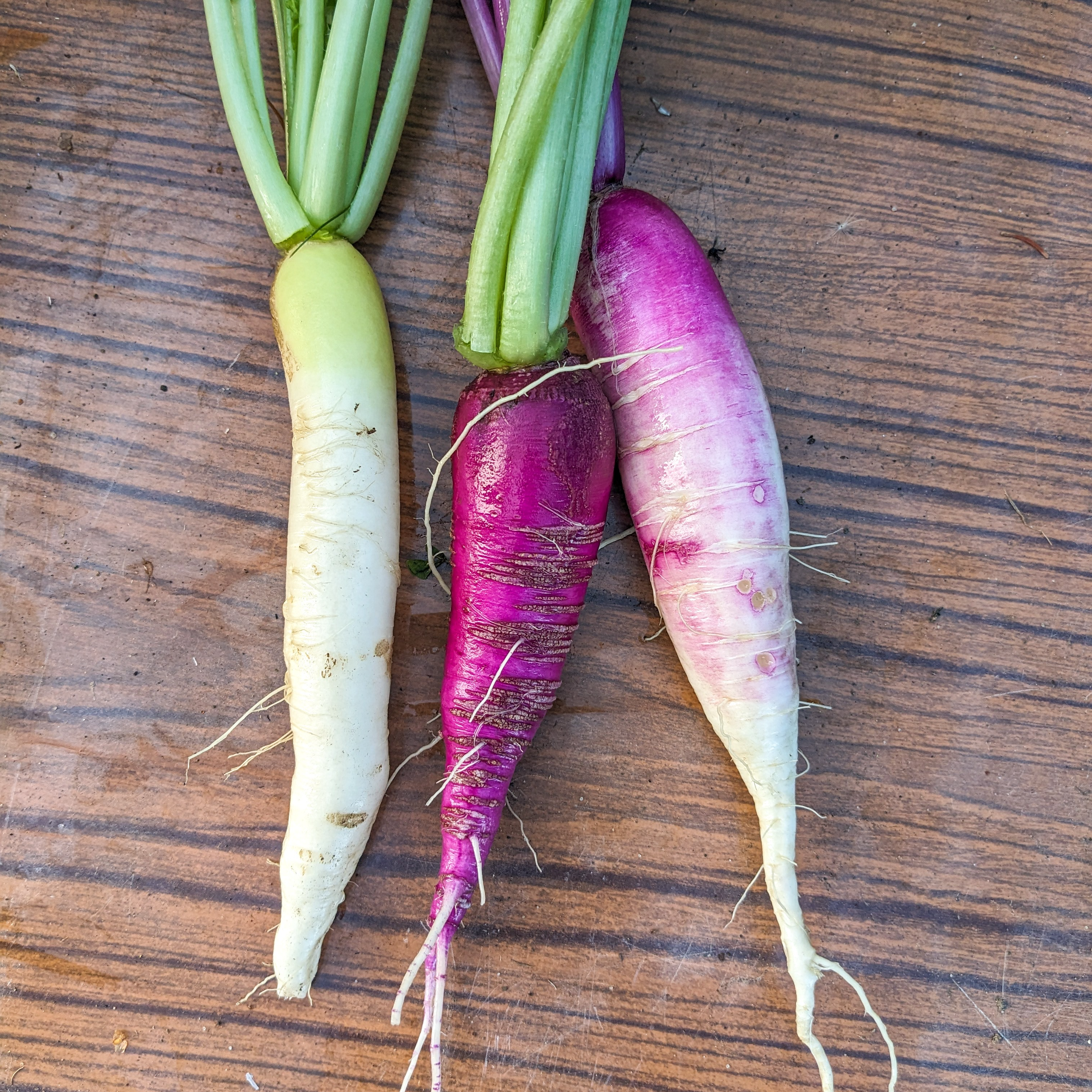 Radis d'hiver - 500g