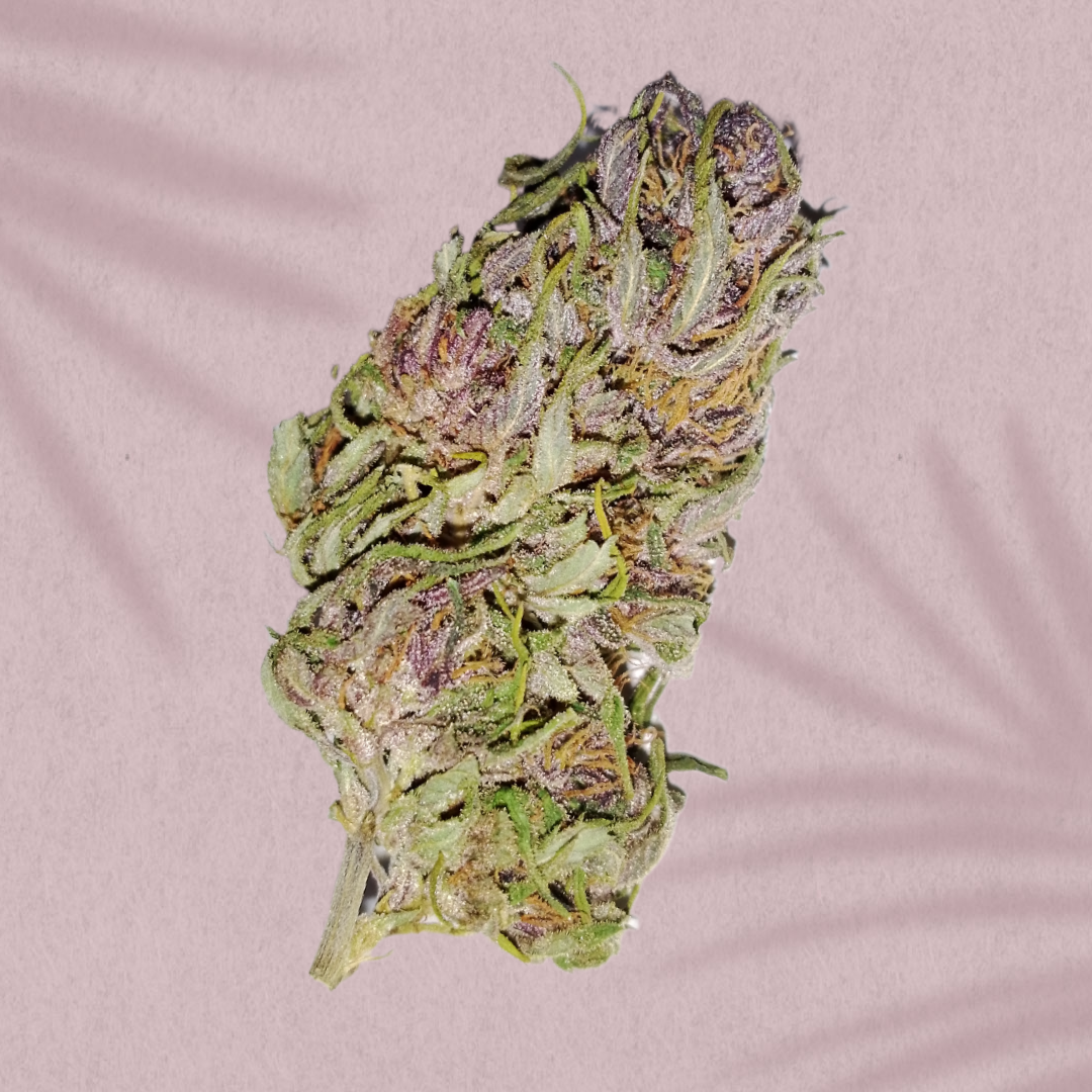 Fleur de "SAPPHIRE KUSH"