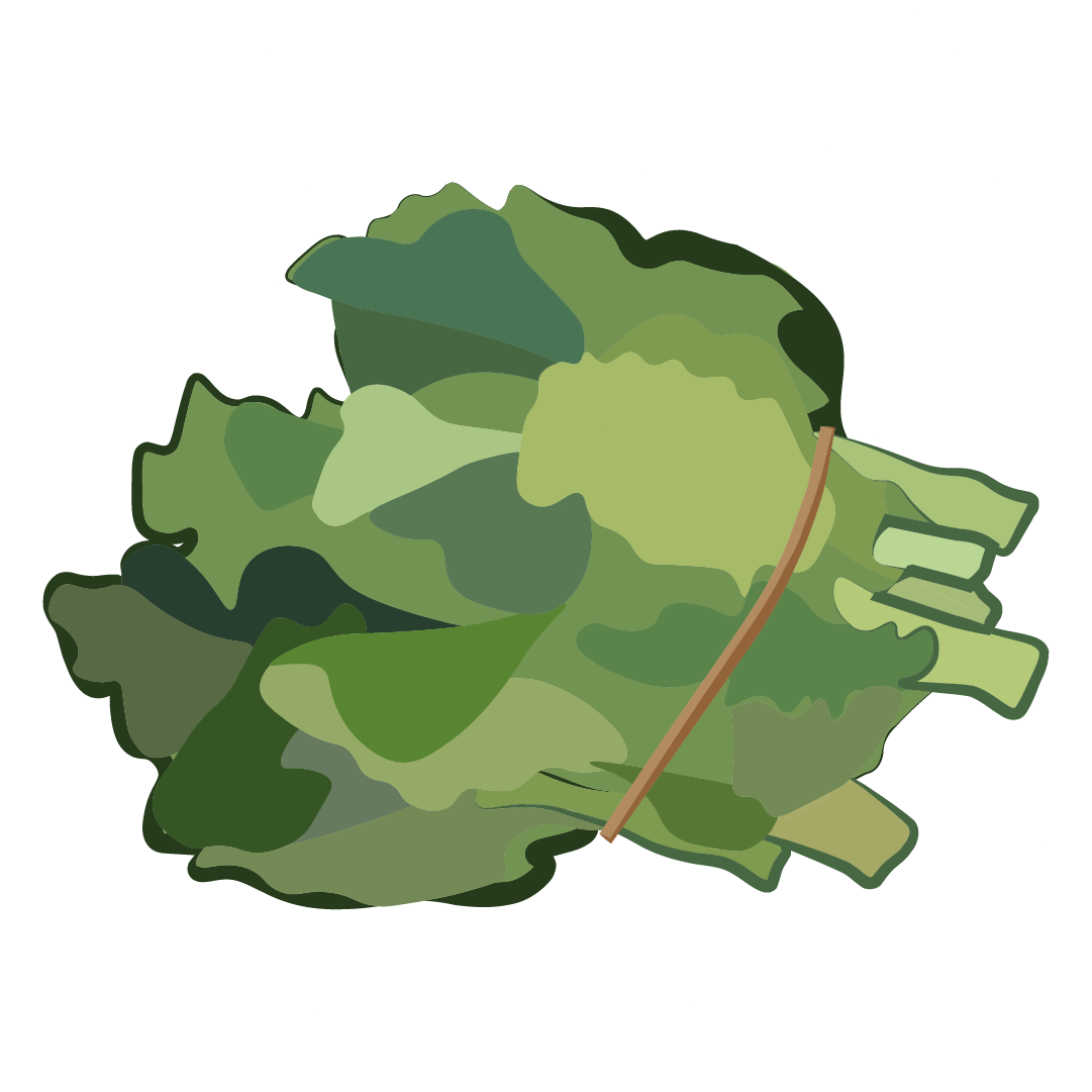 Chou mille têtes botte (env. 5 têtes)