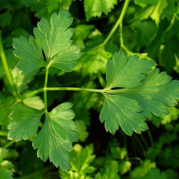 persil géant vert