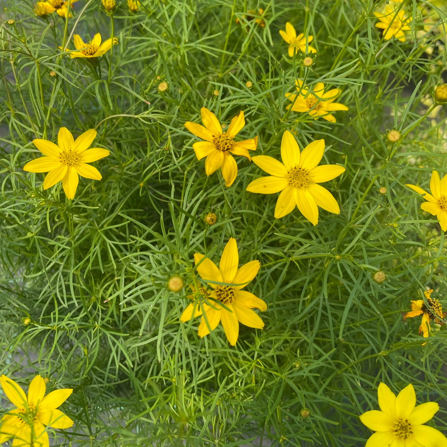Coreopsis verticillata 'Zagreb'