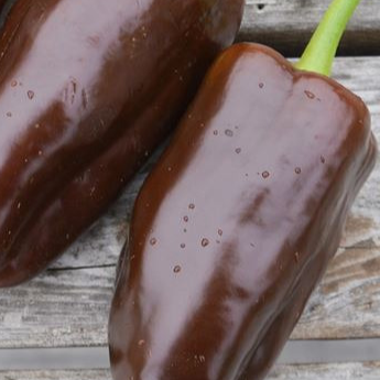 Poivron doux 'Chocolat' - godet 8 cm