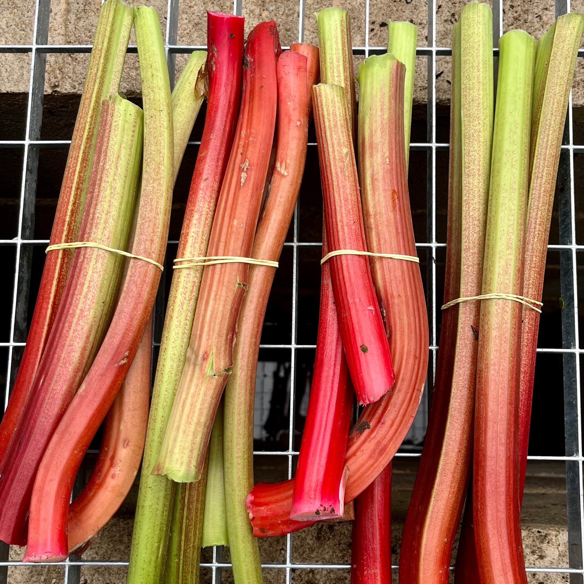 Rhubarbe (500g)
