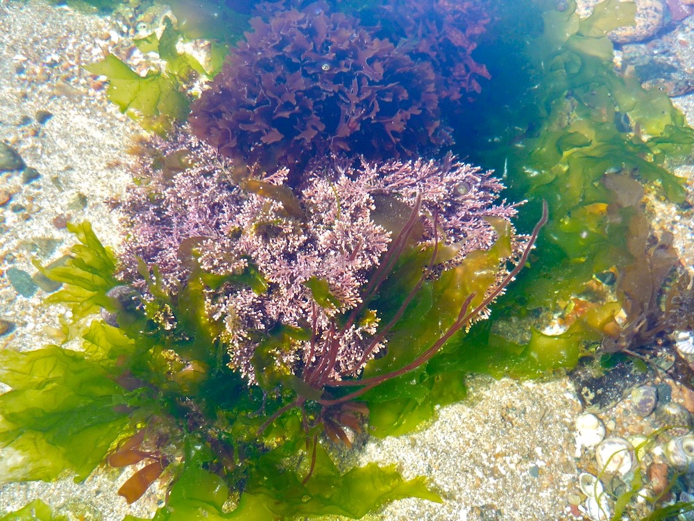 sortie Alg'Ô logique - 14 août 2026