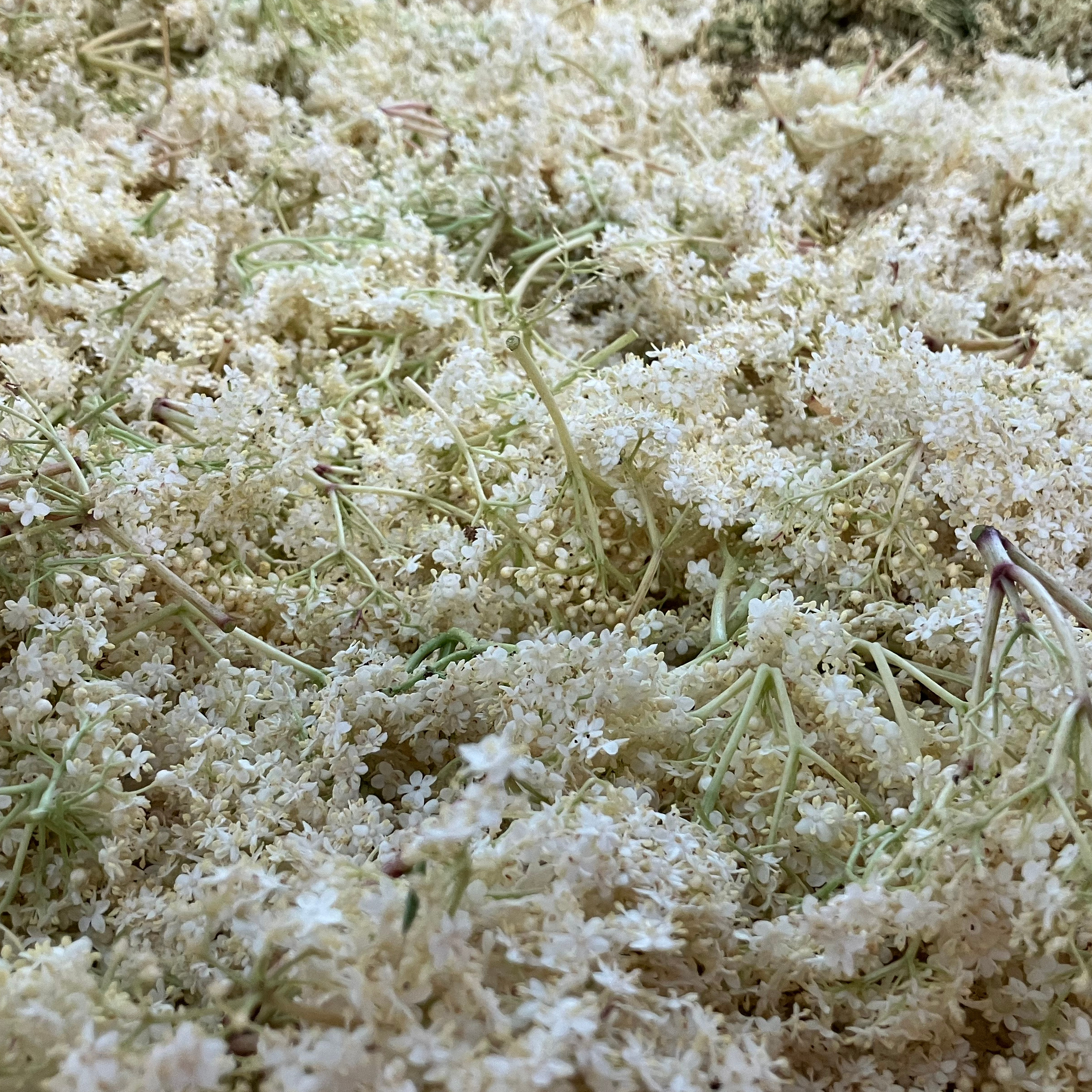 Fleurs de Sureau - 20g