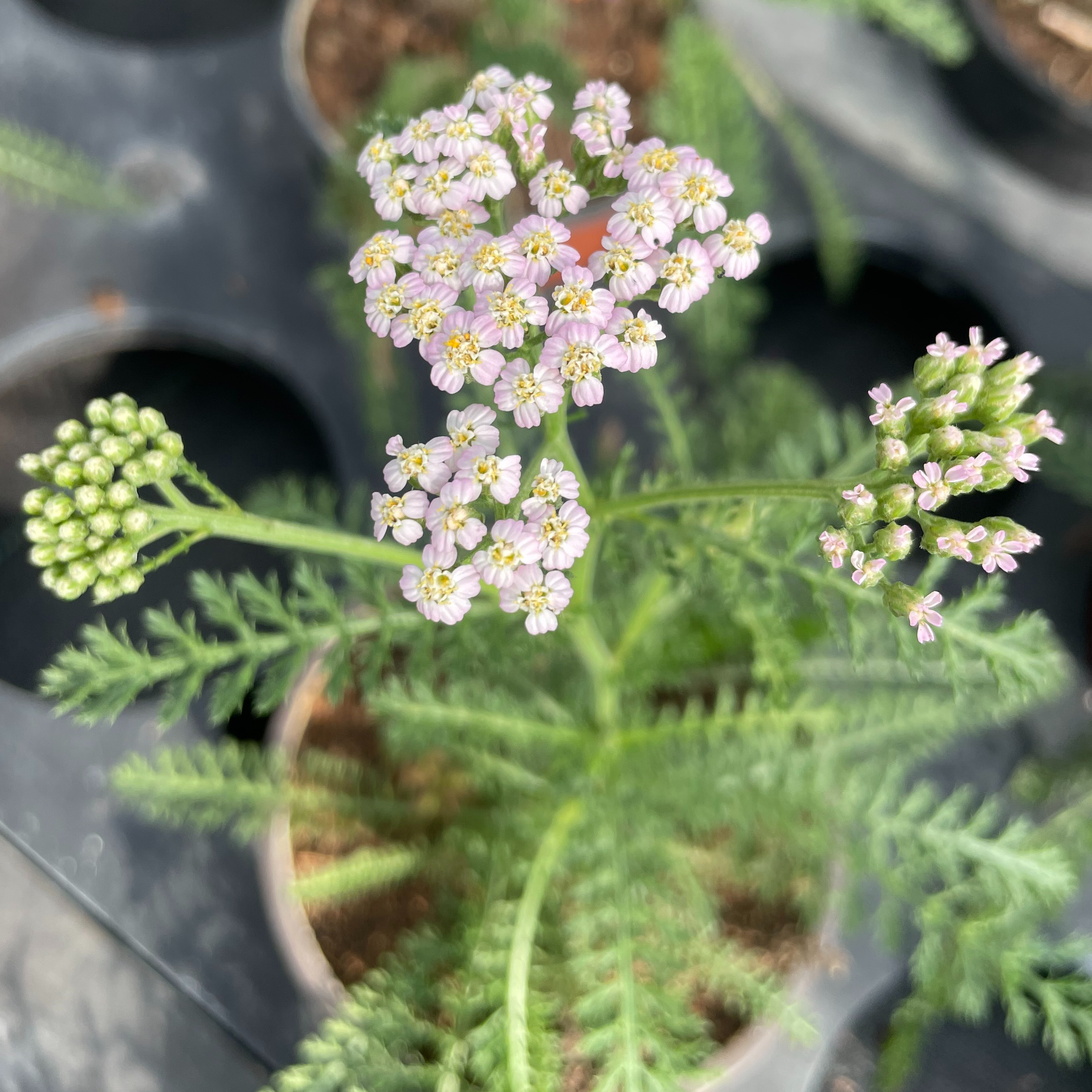 Achillea millefolium rose pâle