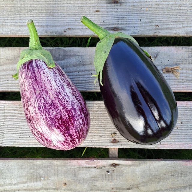 Aubergine
