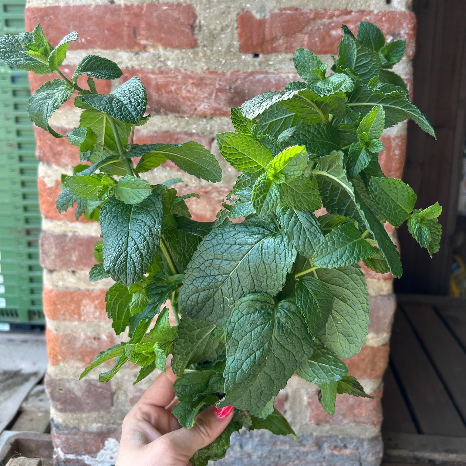 Bouquet de menthe marocaine - 50g