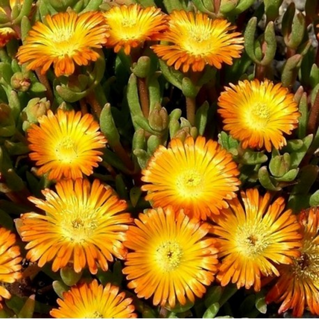 Delosperma orange wondder