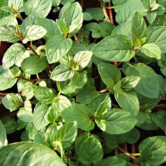 Menthe chocolat en pot 12 cm