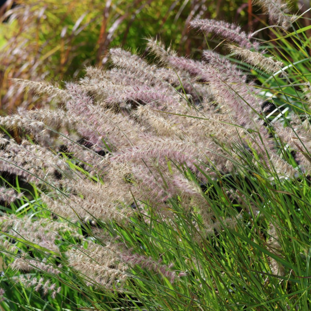 Pennisetum orientale ‘Dance With Me’