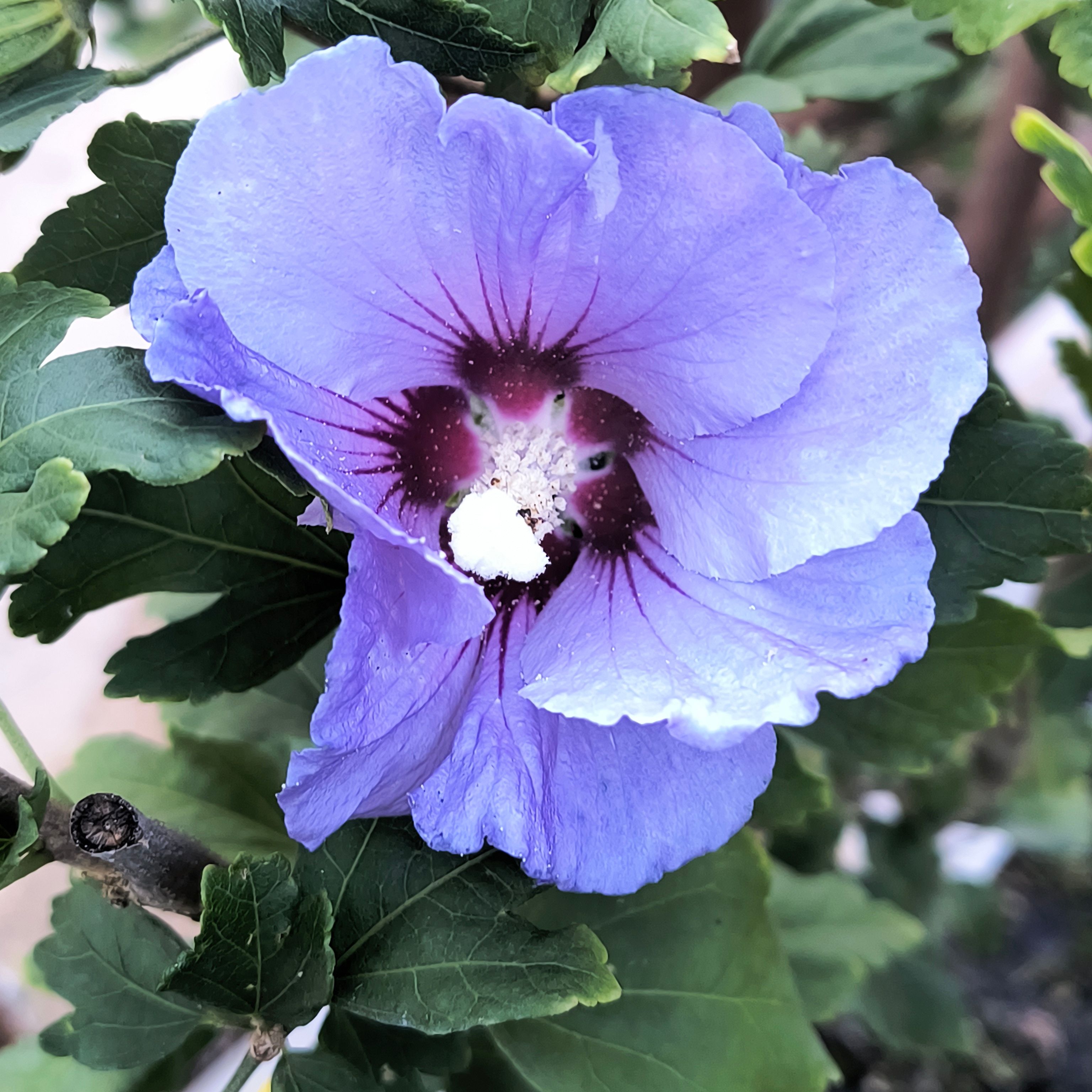 Hibiscus syriacus "Marina" - bleu