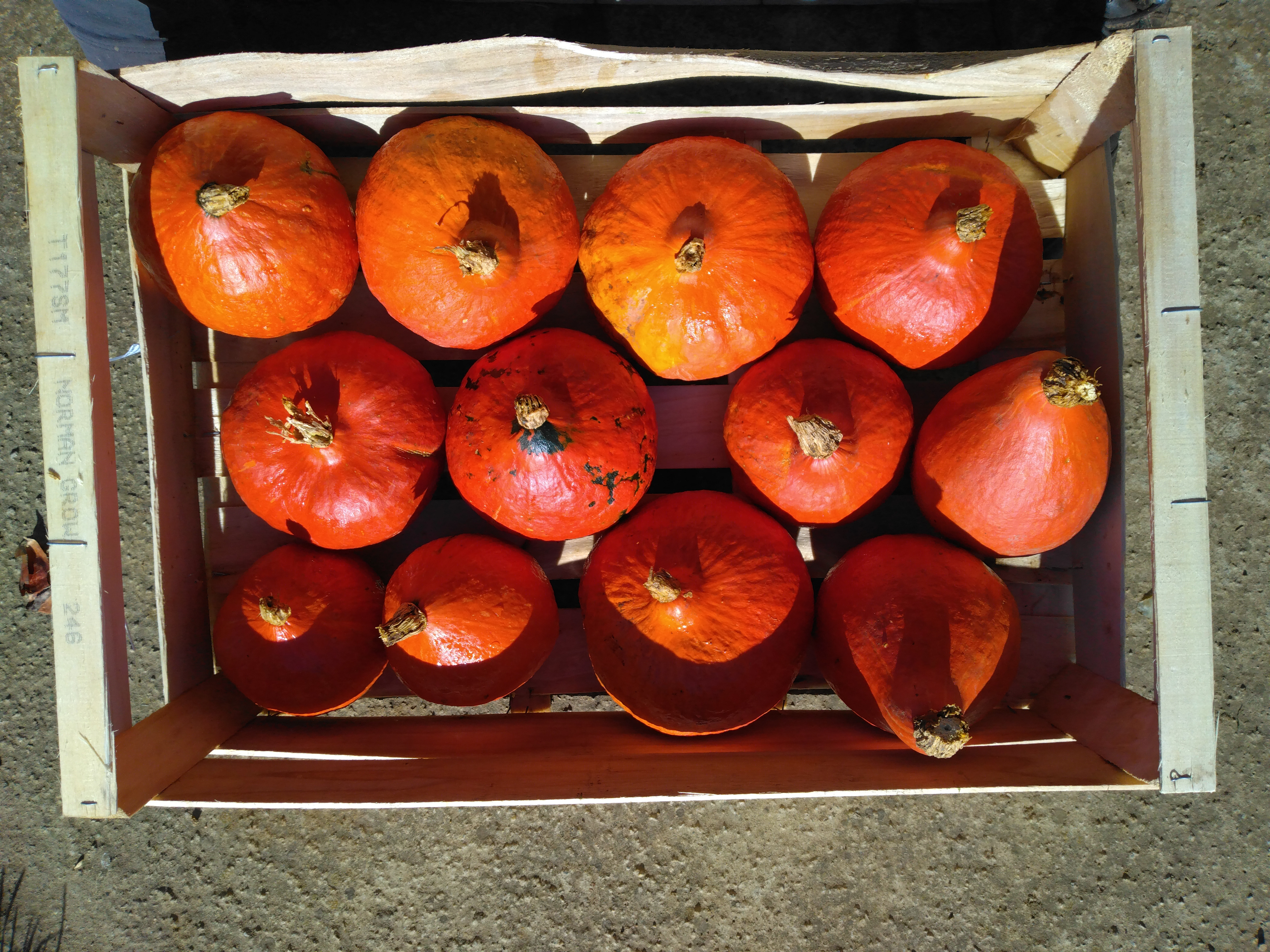 Courges – Potimarron - 1kg