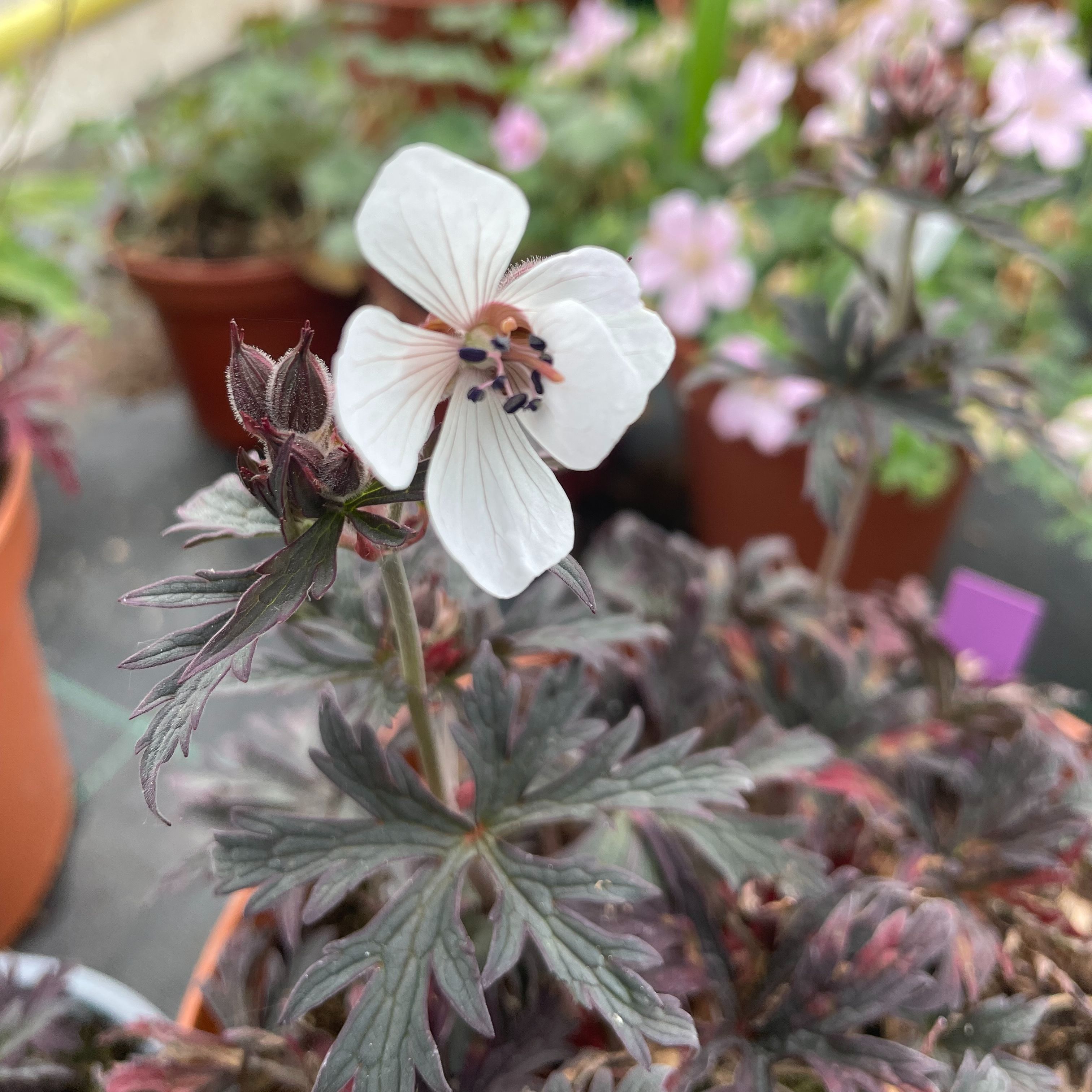 Geranium pratense 'Midnight Ghost'
