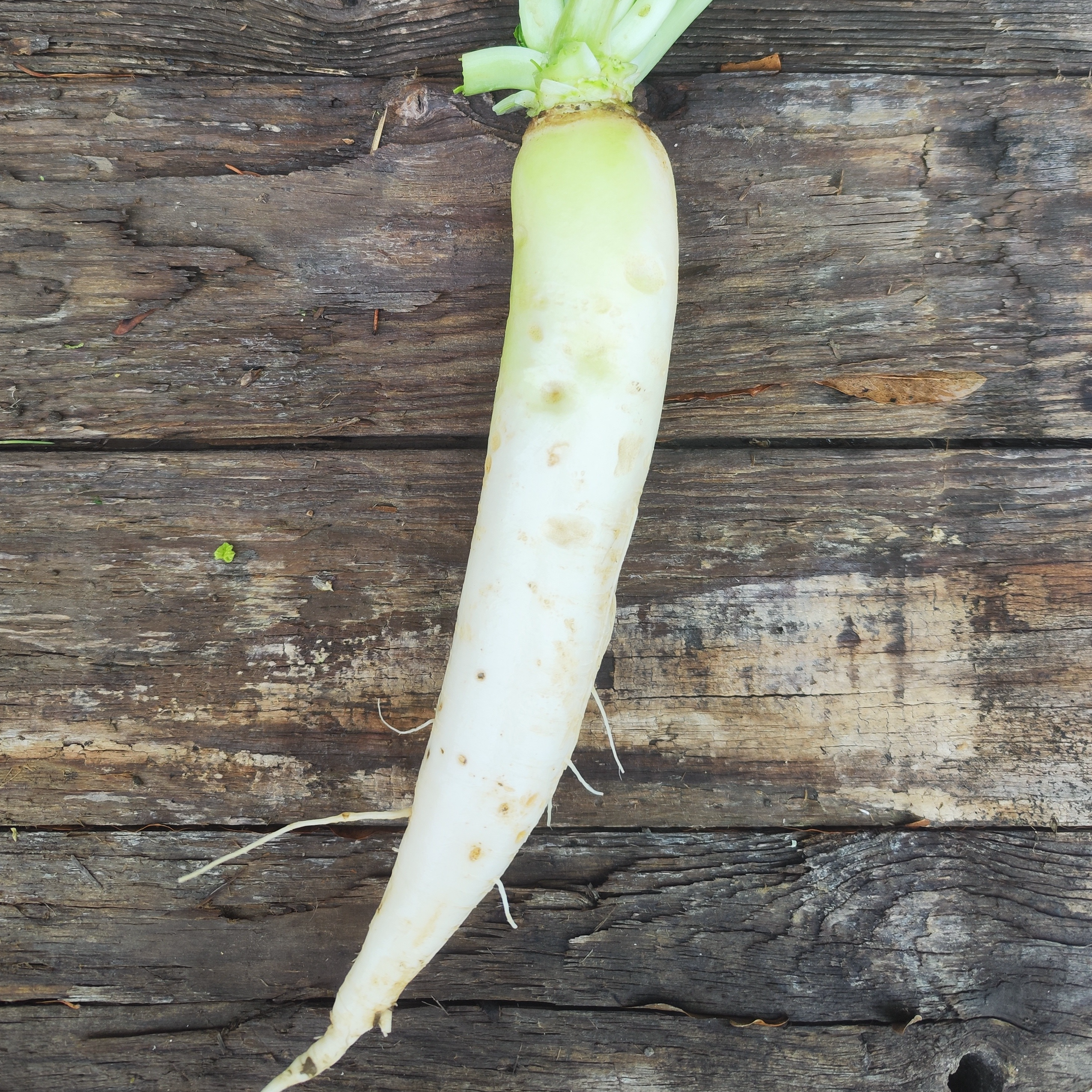 Radis DAIKON
