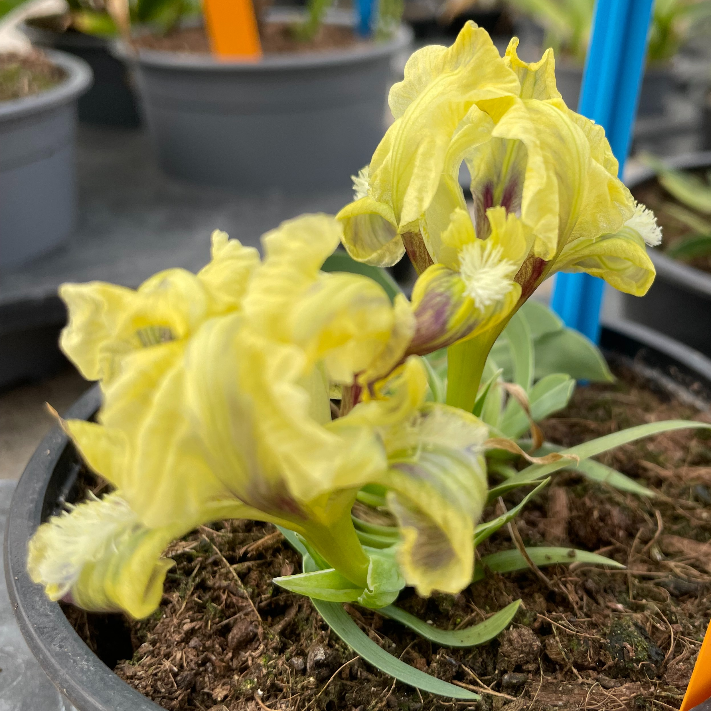 Iris suaveolens - Iris des rocailles