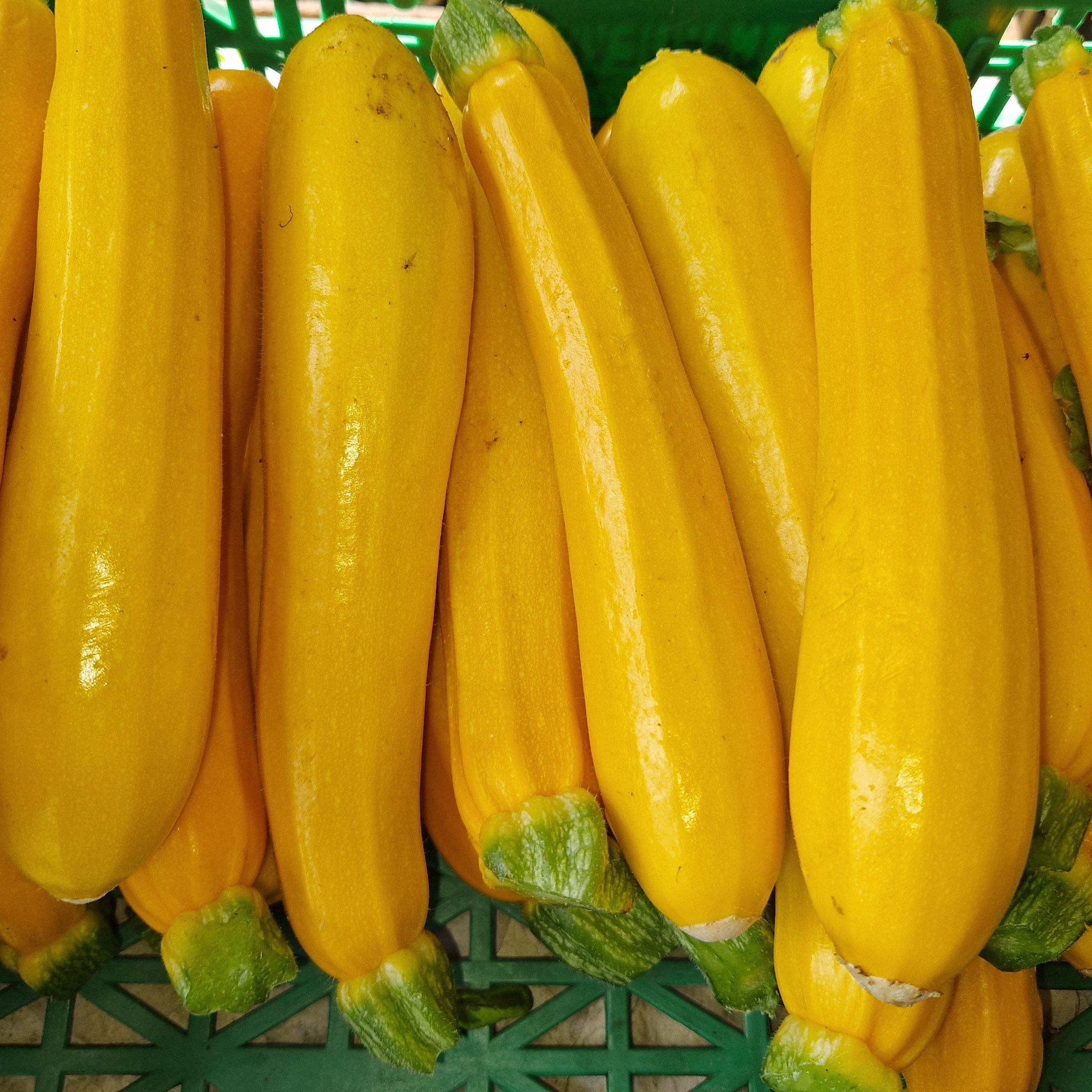 COURGETTE JAUNE