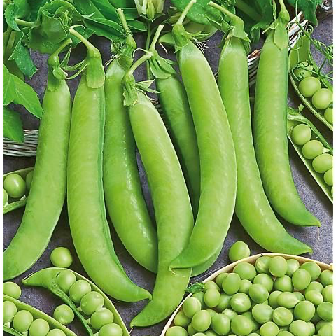 Petits pois à écosser Douce Provence - 500g