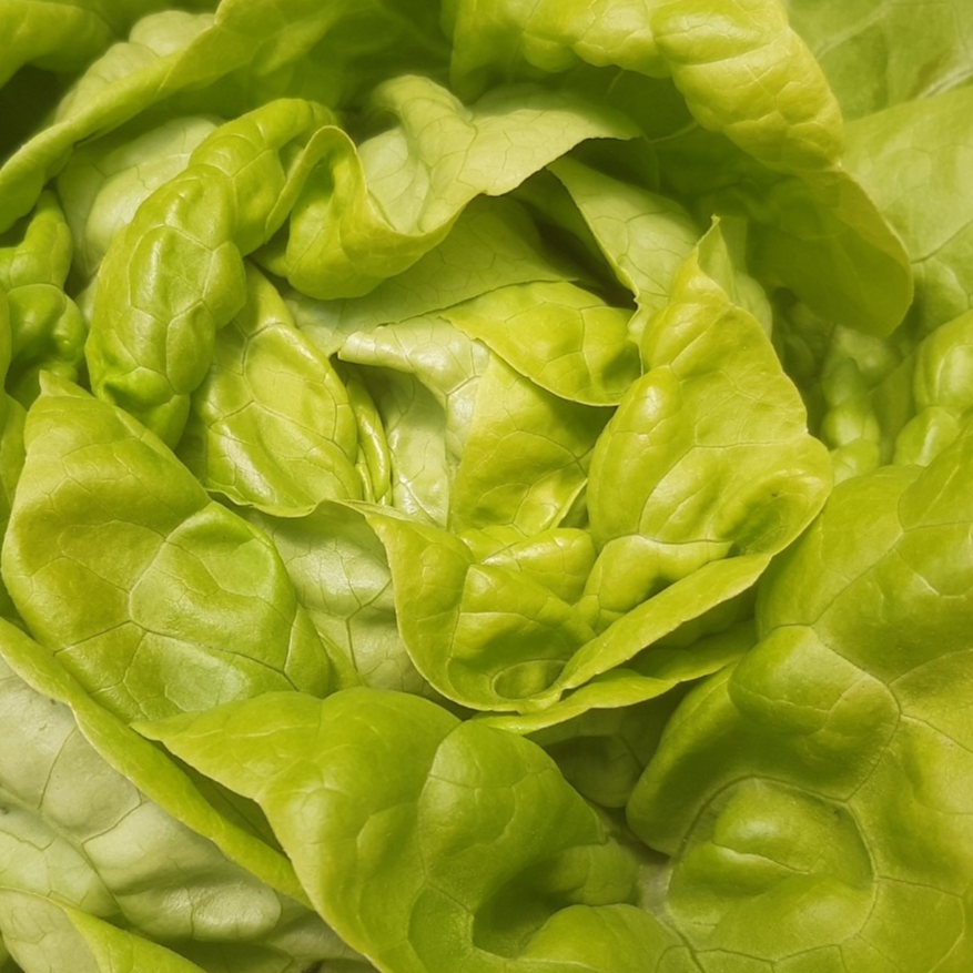 SALADE LAITUE BLONDE