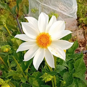 Dahlias (blanc)