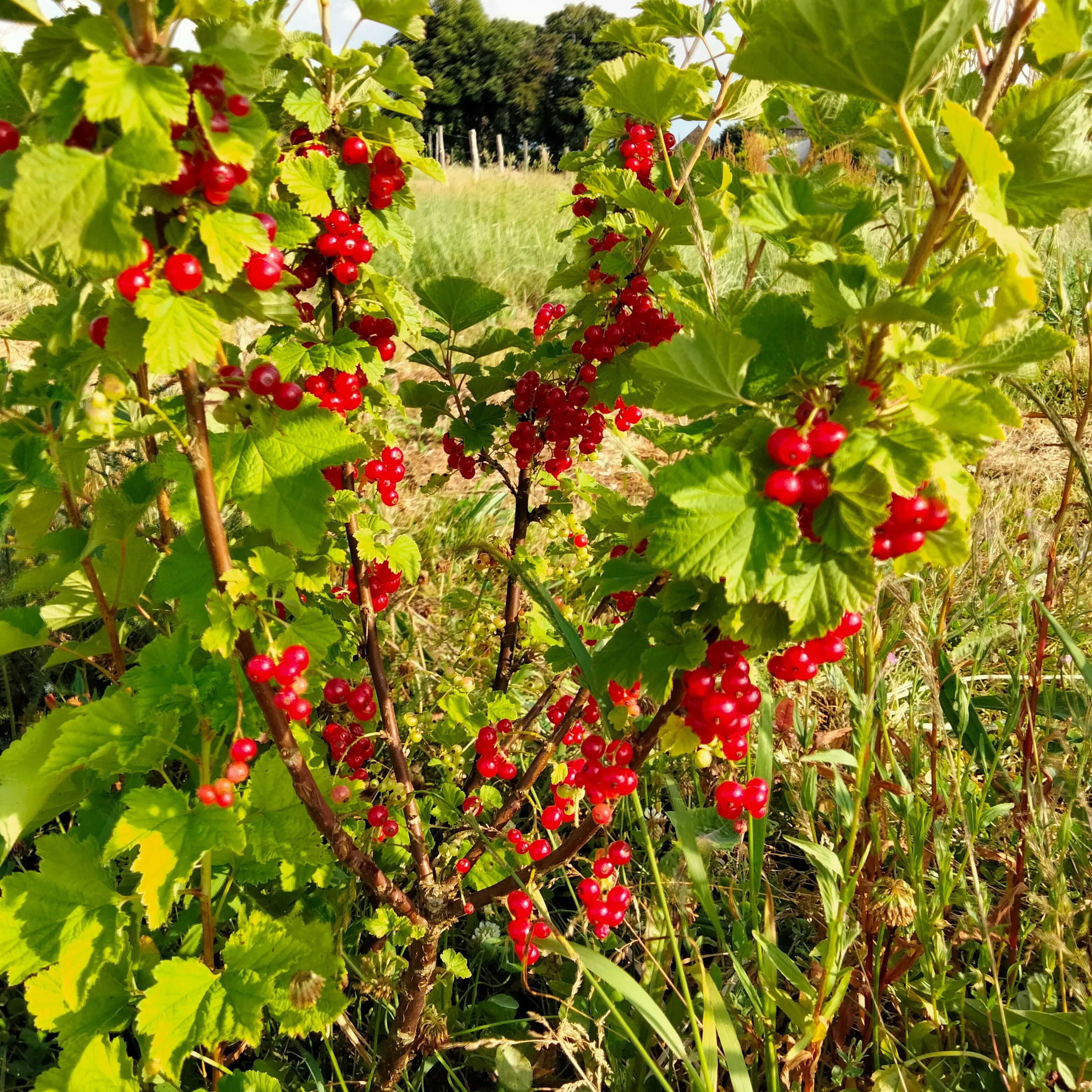 Groseillier à grappes Mulka (rouge)