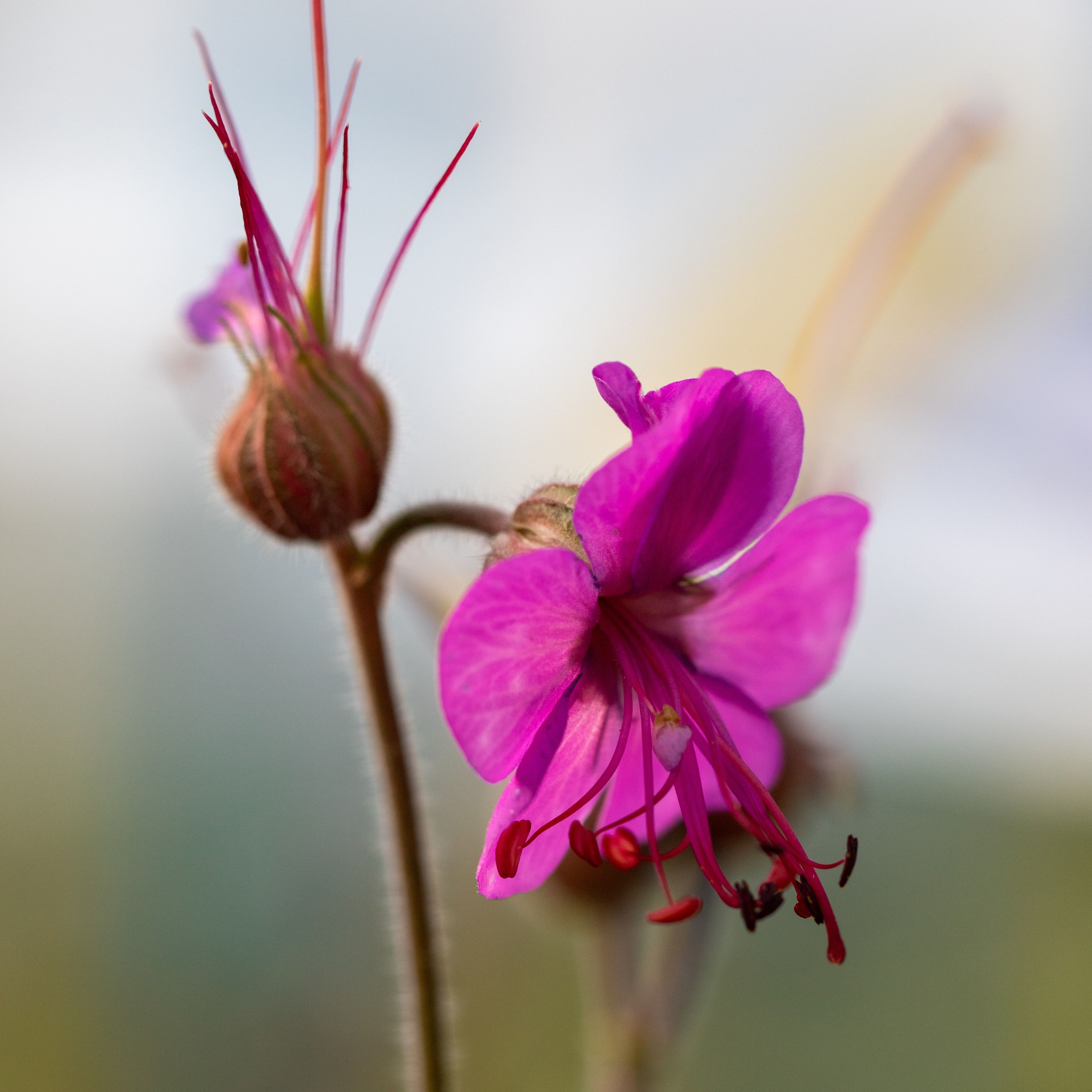Geranium macrorrhizum