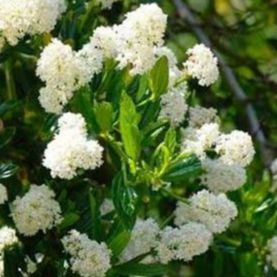 Céanothe blanche - Ceanothus thyrsiflorus "Milleperton Point"
