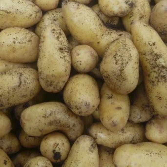 Pomme de terre "May flower"