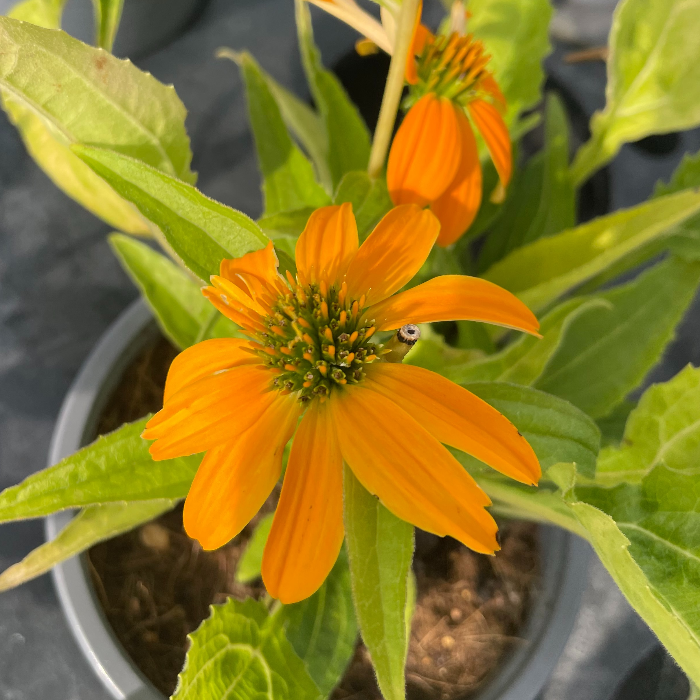 Echinacea ‘Guatemala Gold’