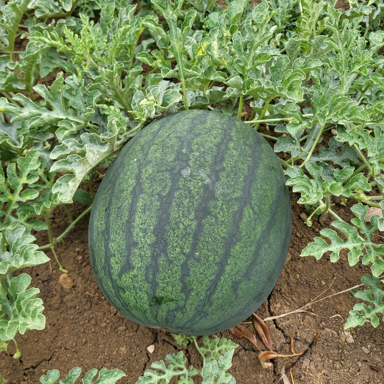 Pastèque - 4kg
