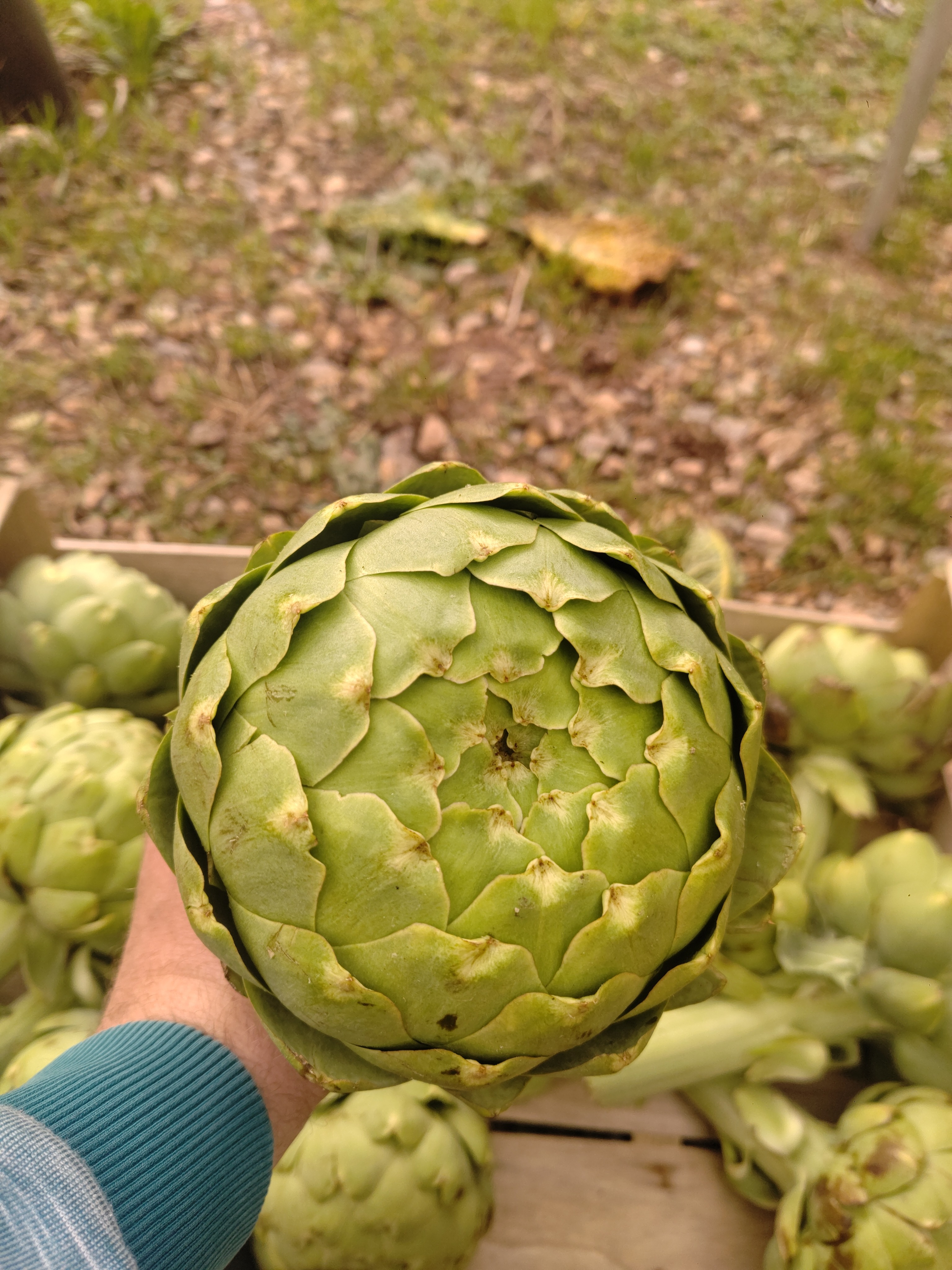 Artichaut (grand) pièce