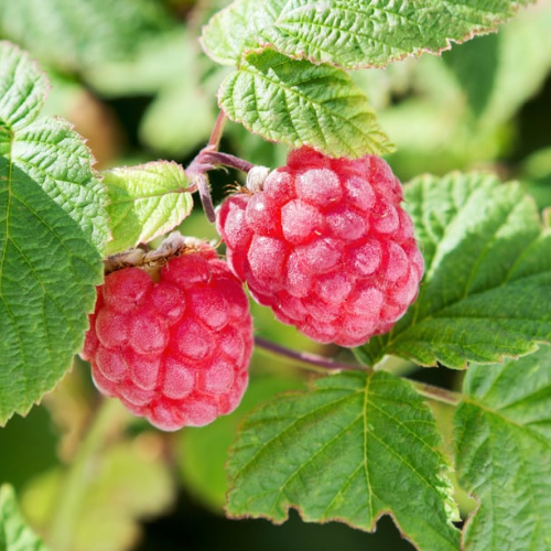 FRAMBOISIER Violette Bio