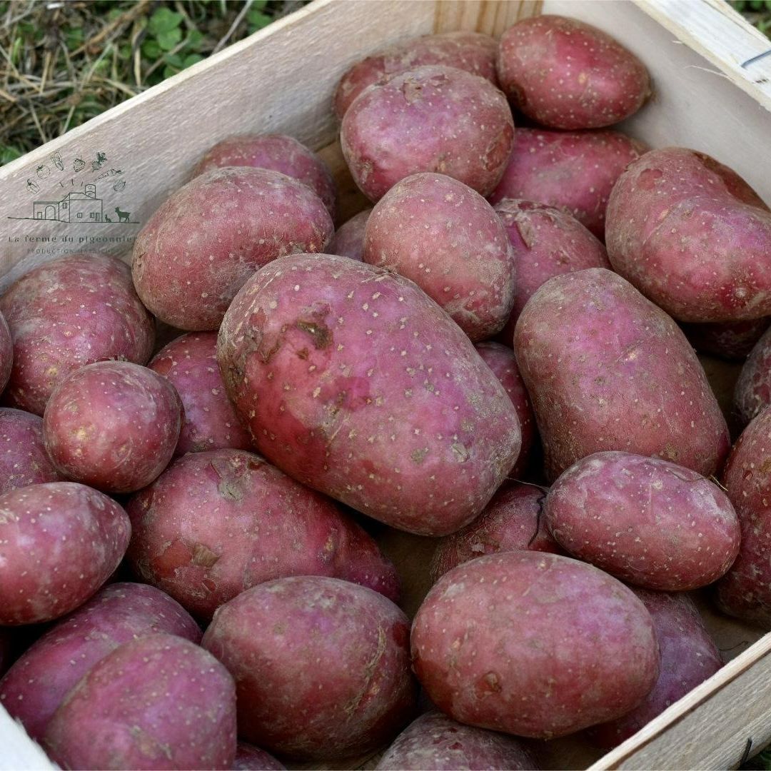 Pomme de terre alouette