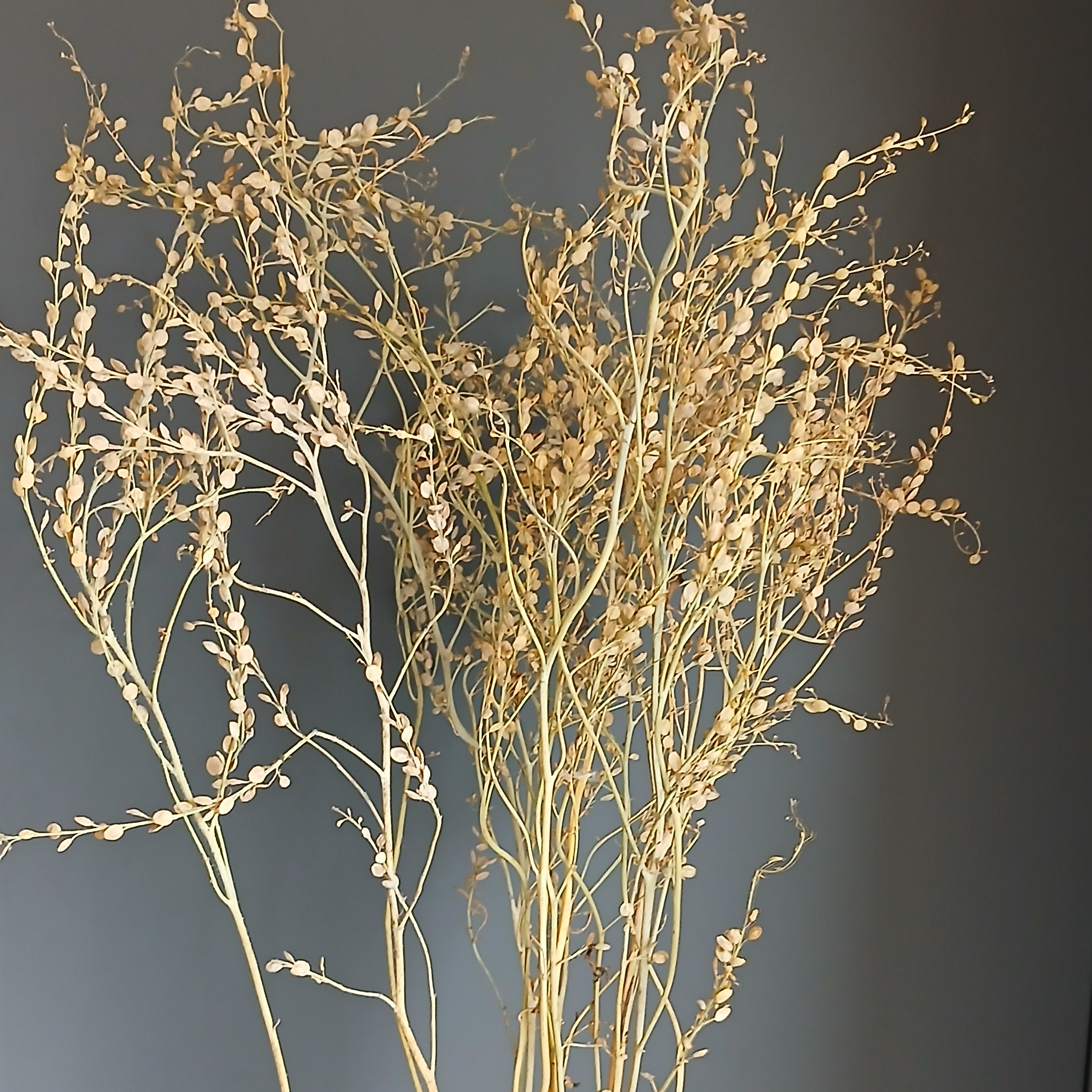 Cresson d’ornement (très longues tiges)