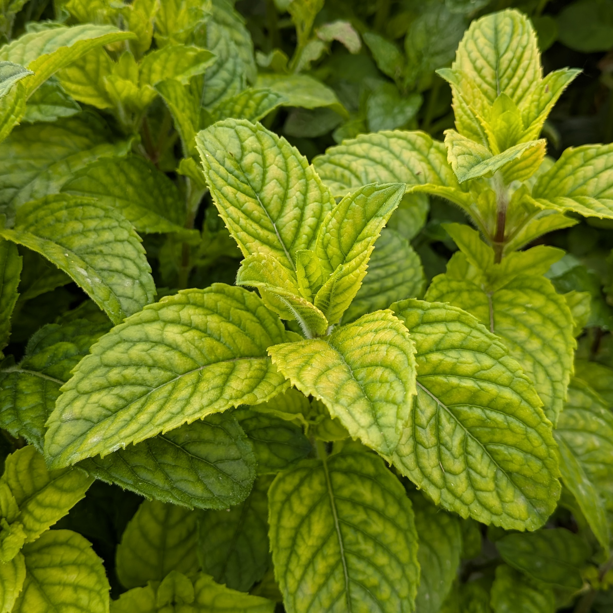 Menthe Cassis - 30g