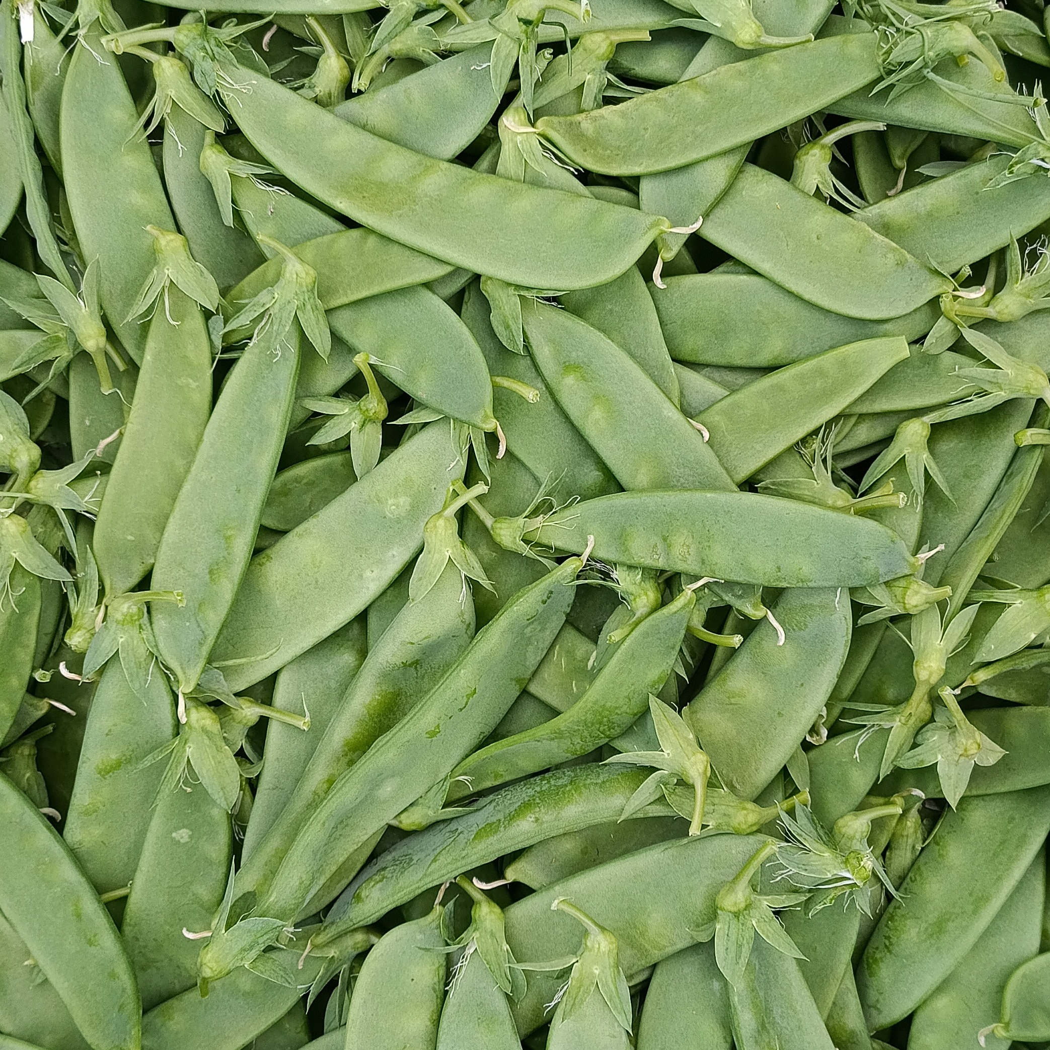 Pois Gourmands - Sachet - 250g