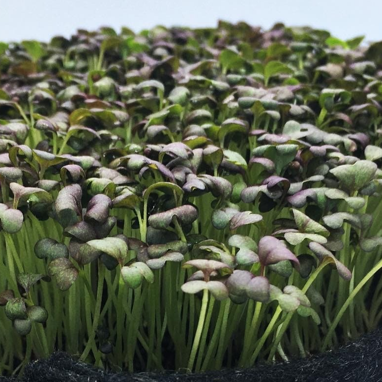 Micropousses Mizuna - 250g