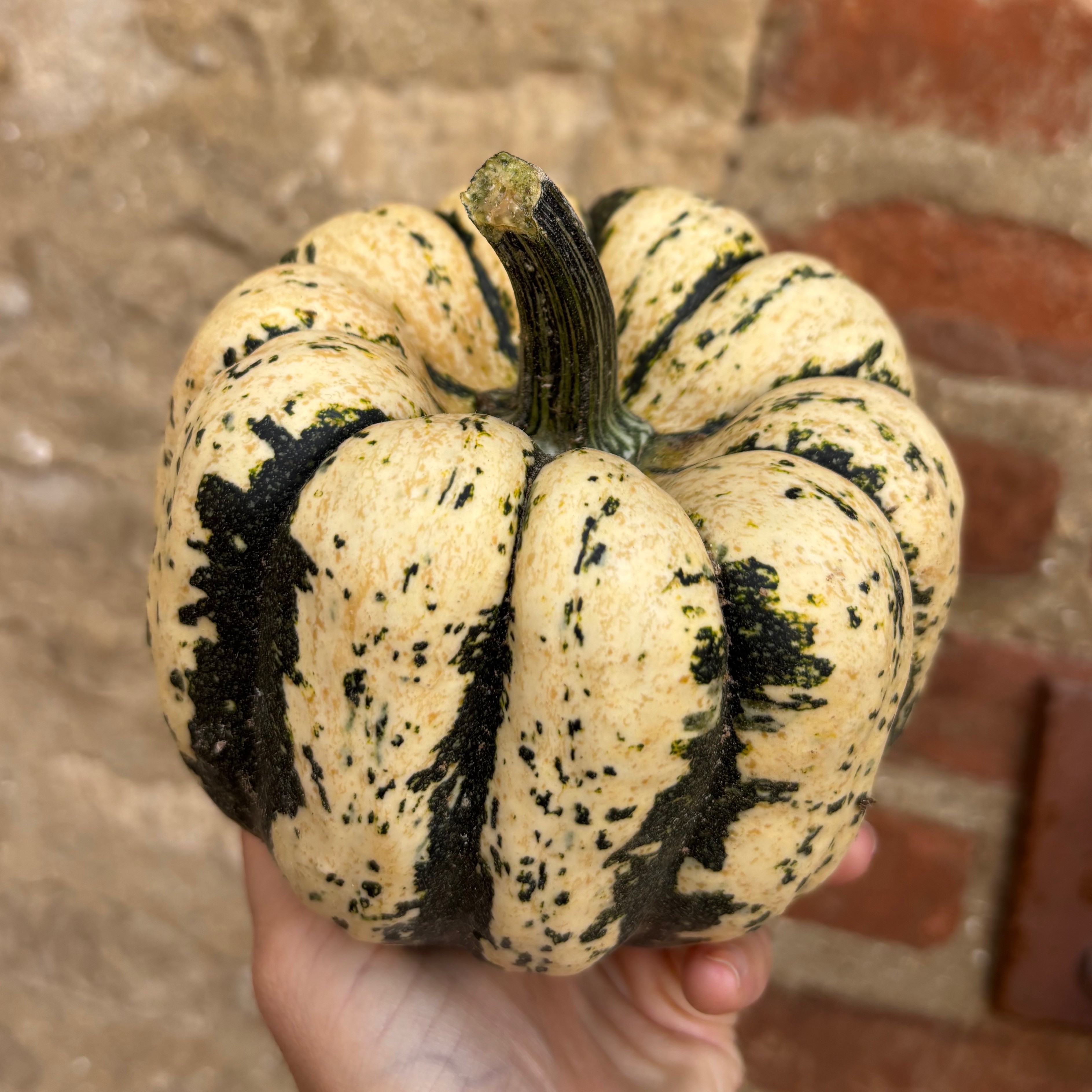 Patidou 0,6kg