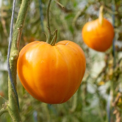 Plant de Tomate "Verna"