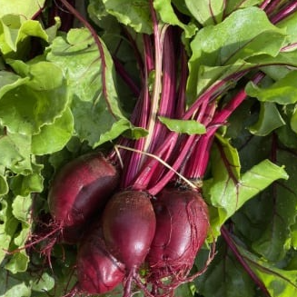 Betterave botte