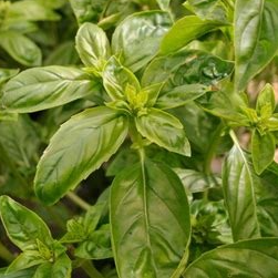 Basilic grand vert