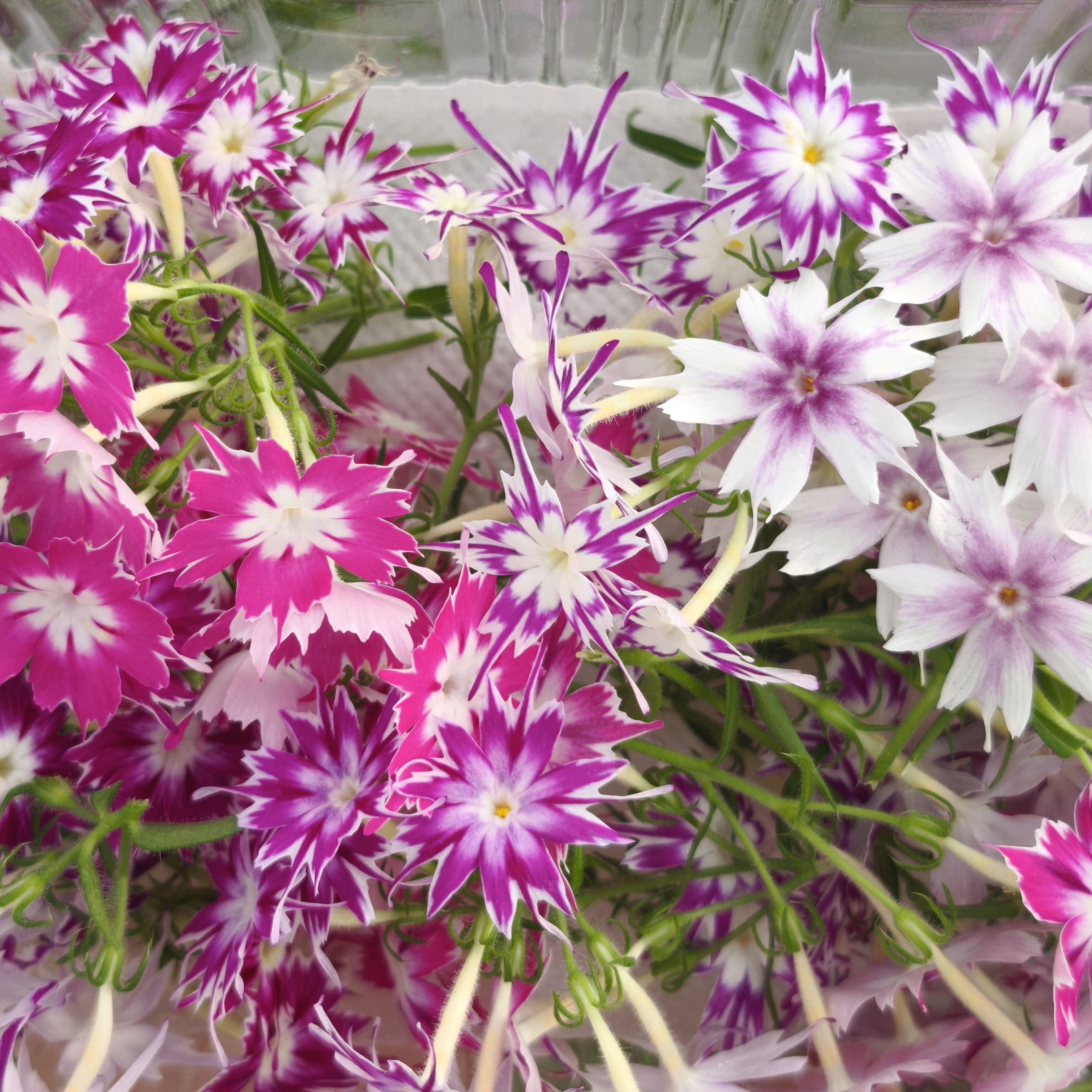 Phlox étoilé x30F
