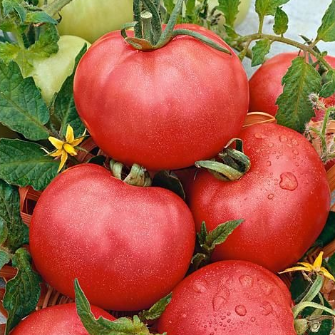 Tomate Rose de Berne