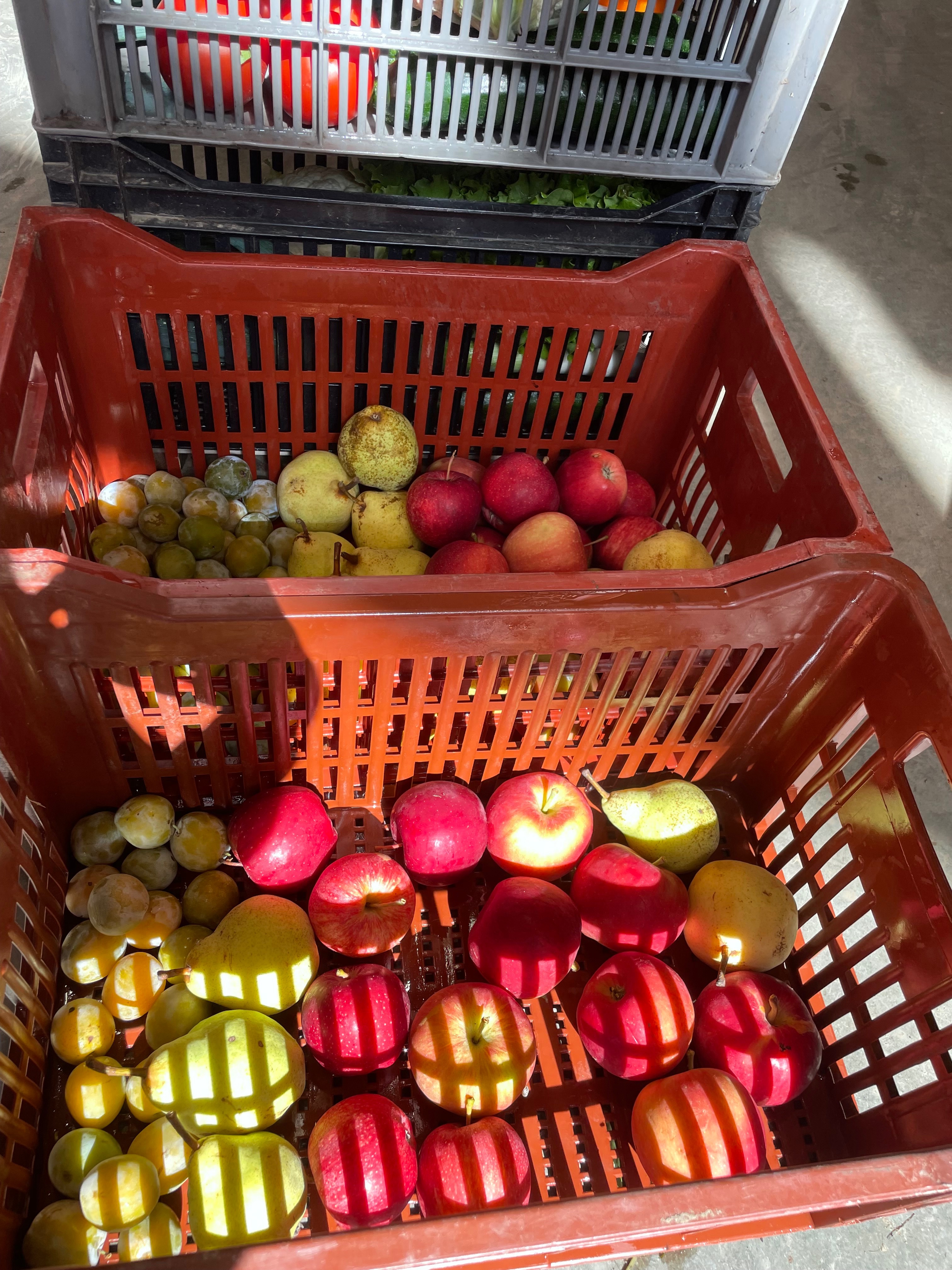 Fruits de saison - M