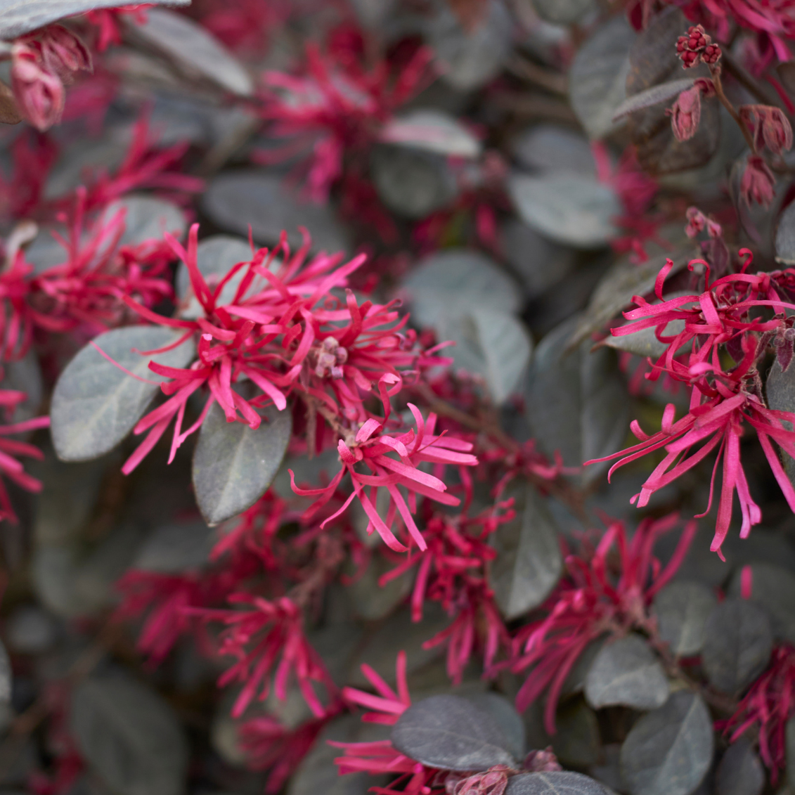 Loropetalum chinense Ever Red 'Chang Nian Hong' - 3l