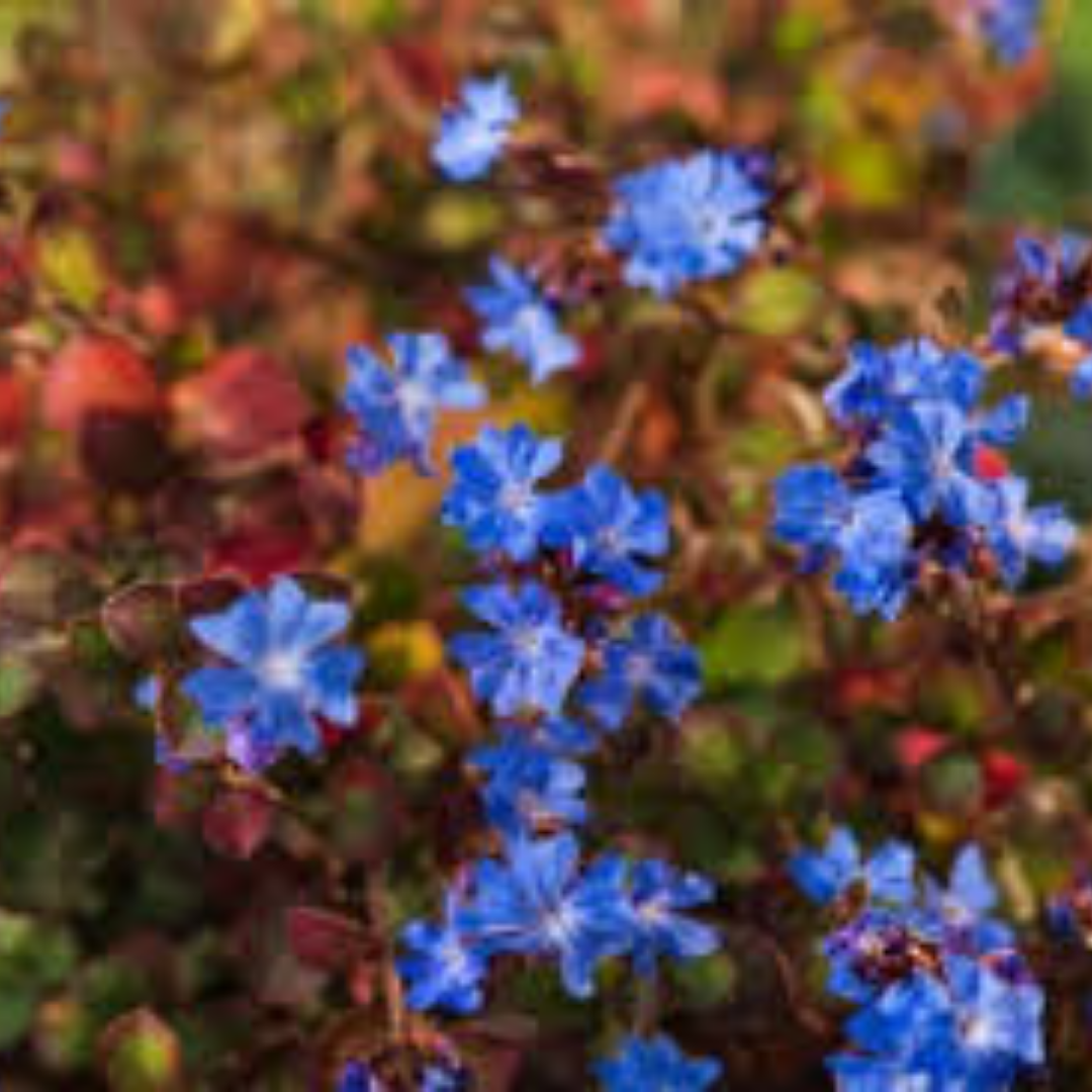 Ceratostigma griffithi