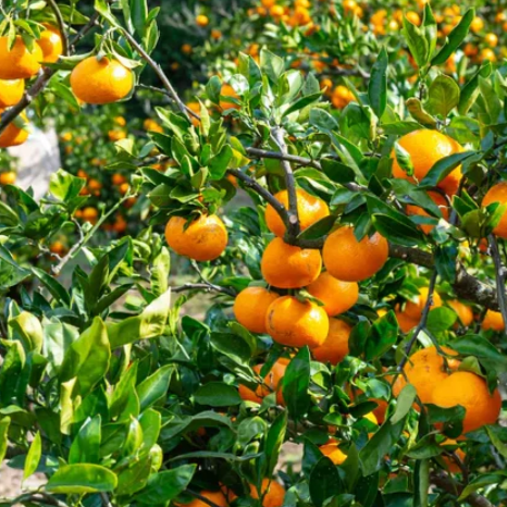 Mandarine Satsuma Owari