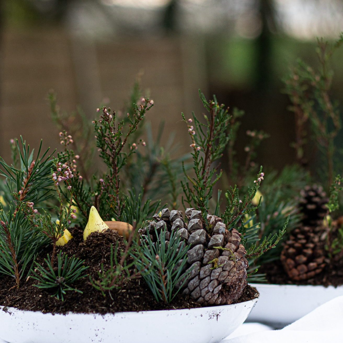 Composition plate de jacinthes 🪻