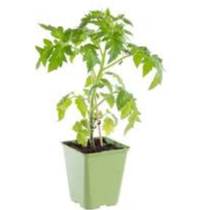 Plant De Tomate Gréffée Cornabel